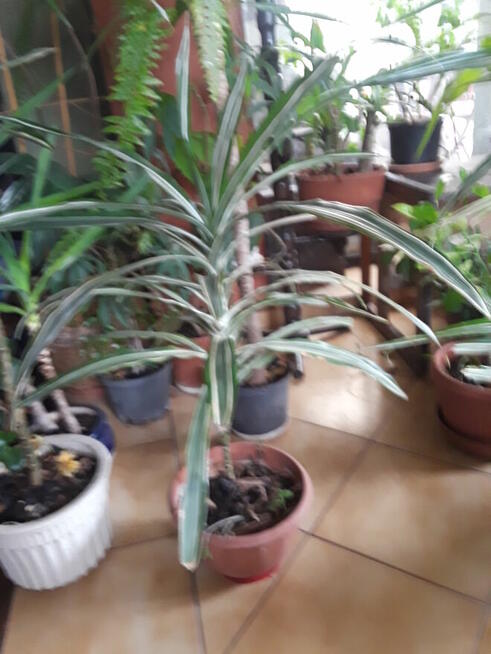 Kwiaty doniczkowe Yuki Monstery, Draceny duże i małe