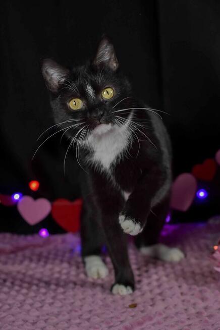 Mrówczynka - mała kocia modelka szuka domu ^-^