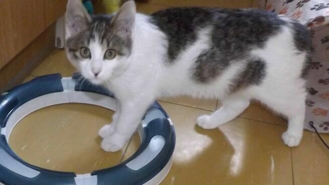 Chłopaki słodziaki 6 mies, po kastracji