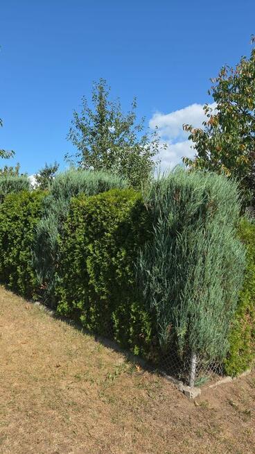 Działka ROD z murowaną altaną