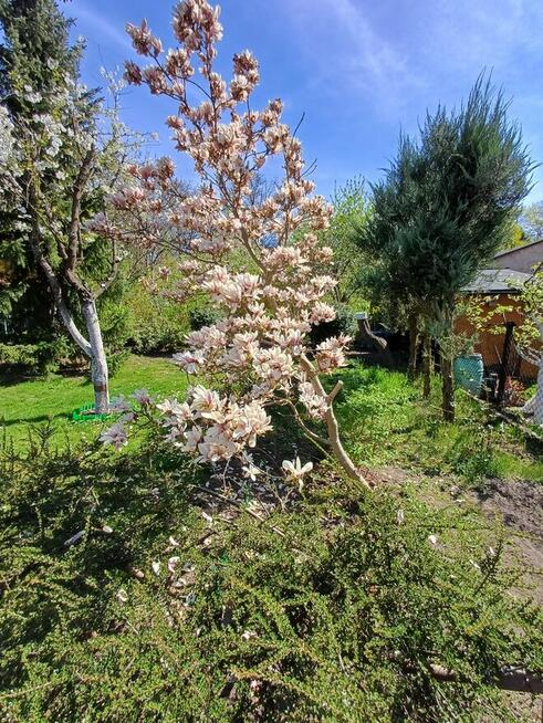 Sprzedam działkę ROD