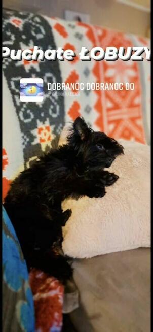 Yorkshire terrier czarny xs