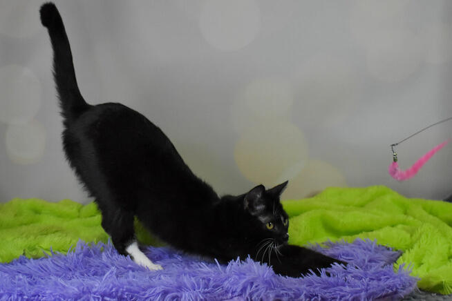 Mrówczynka - mała kocia modelka szuka domu ^-^