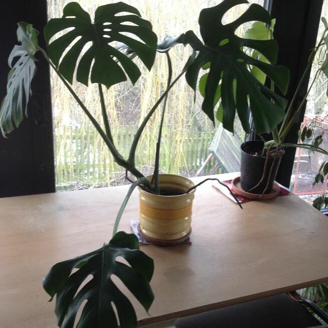 Kwiaty doniczkowe Yuki Monstery, Draceny duże i małe