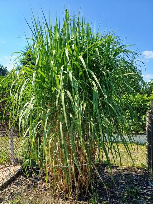 Sprzedam działkę ROD