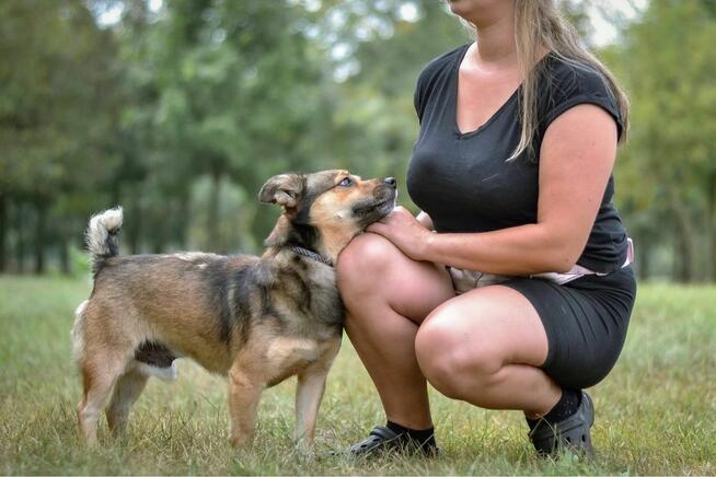 Pimpek-pies z charakterem czeka na świadomy i cierpliwy dom
