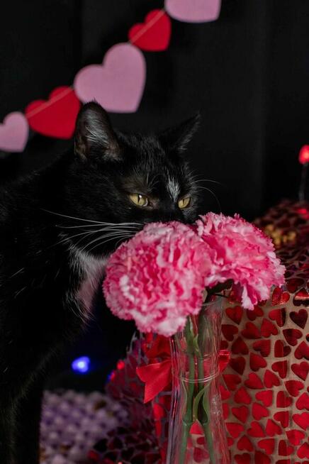 Mrówczynka - mała kocia modelka szuka domu ^-^