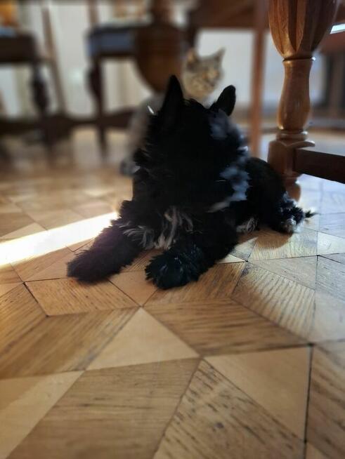 Yorkshire terrier czarny xs