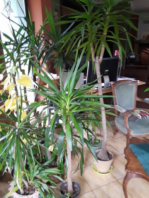 Kwiaty doniczkowe Yuki Monstery, Draceny duże i małe