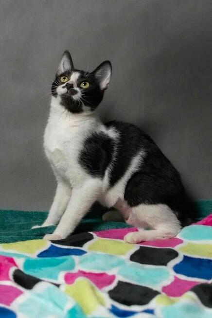 Drobniutka kotka Głupawka szuka Domu Na Zawsze