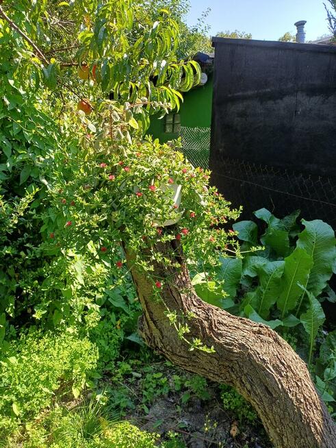 Sprzedam działkę ROD