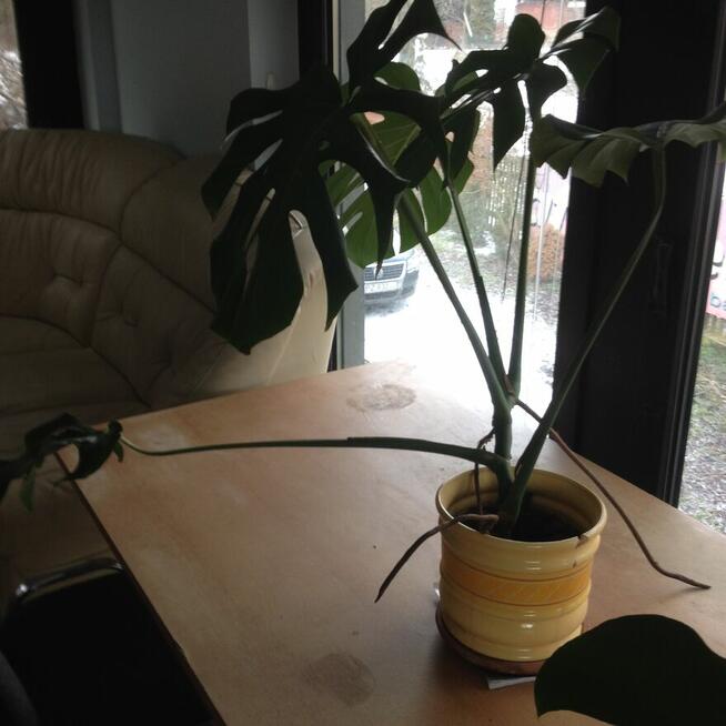 Kwiaty doniczkowe Yuki Monstery, Draceny duże i małe