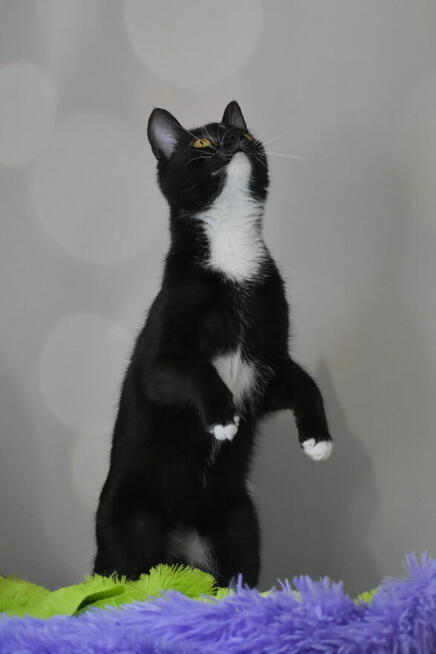 Mrówczynka - mała kocia modelka szuka domu ^-^