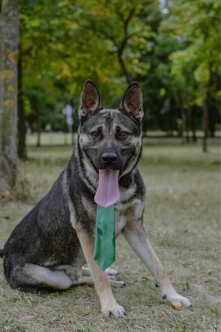 Amber-młody aktywny pies do adopcji