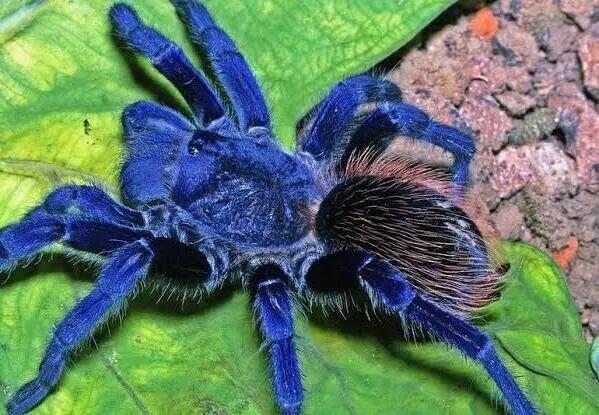 Ptasznik z terrarium