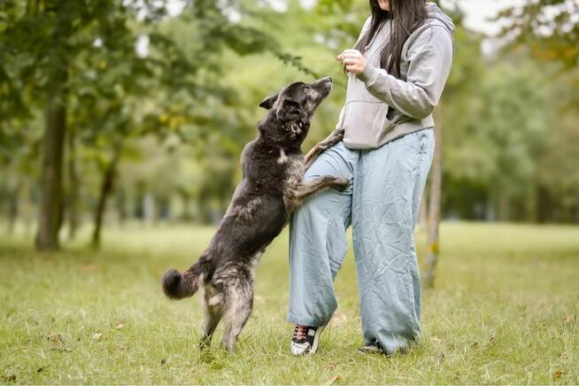 Felix-starszy średniej wielkości pies potrzebuje pilnie domu