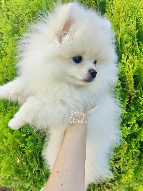 Pomeranian Szpic miniaturowy ZKwP FCI suczka