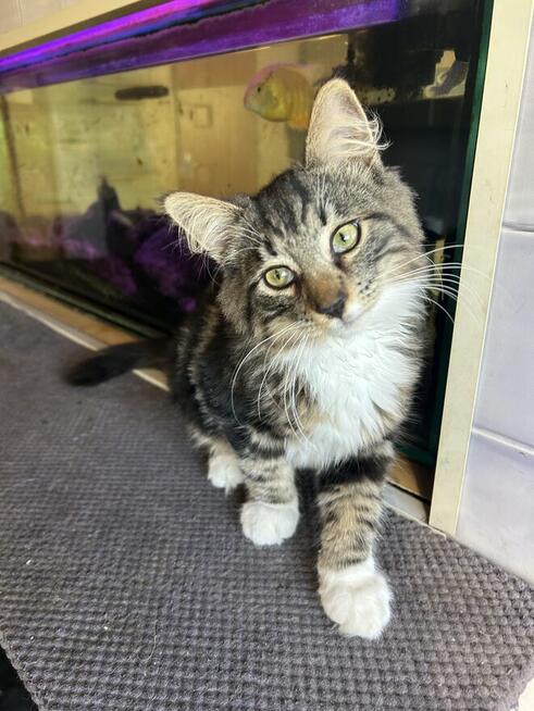 Kocurek Norweski /FPL