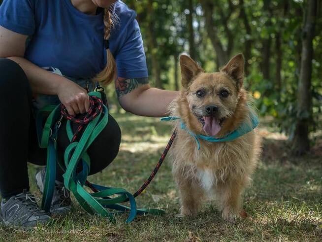 Hugo- rudy szorstki pies do adopcji