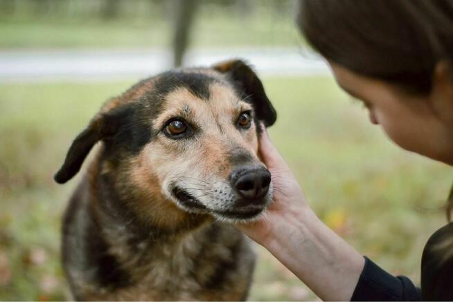 Skarbek - starszy psiak do pilnej adopcji