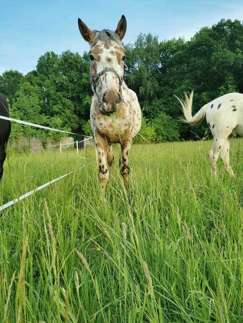 Praca w stajni tylko osoby z doswiadczeniem