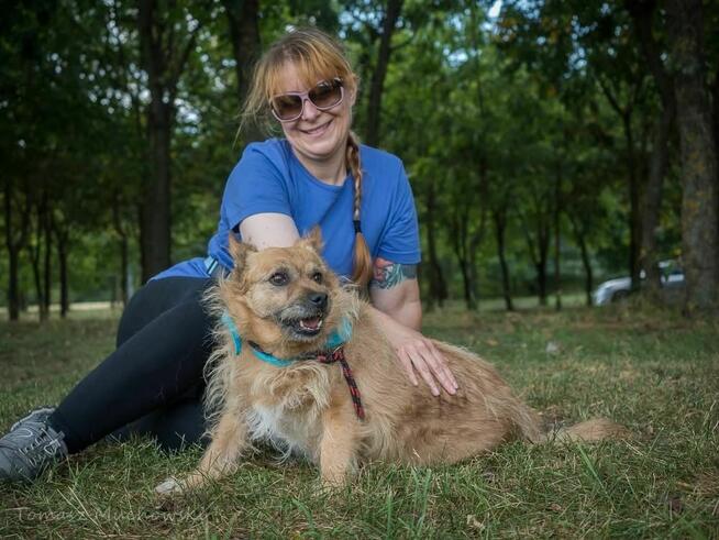 Hugo- rudy szorstki pies do adopcji