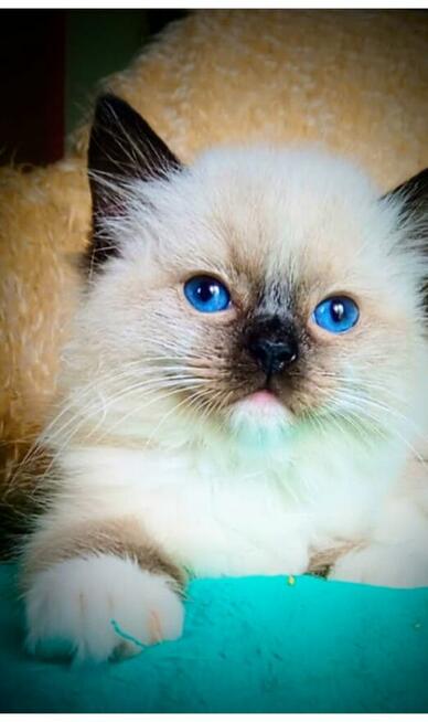 Cudowne kocięta ragdoll rodowód FPL- rezerwacja