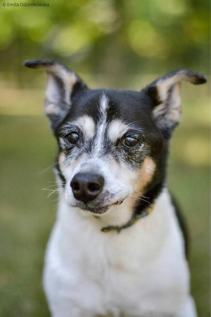 Amik-starszy czarno biały pies czeka na wymarziny dom-adopcja