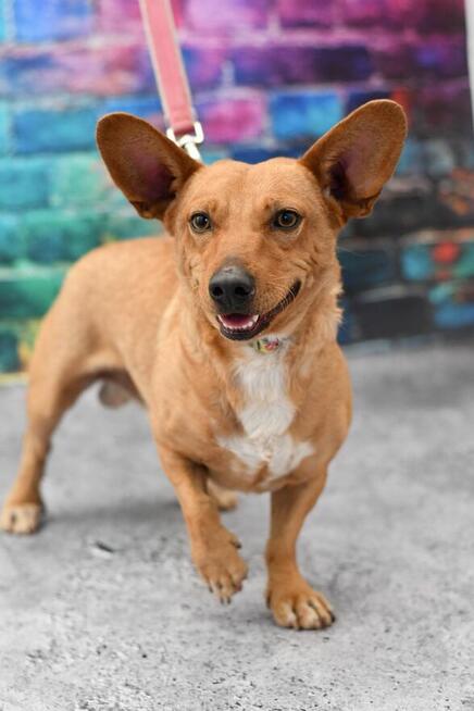 Uroczy Krzyś szuka rodzinki do pokochania!