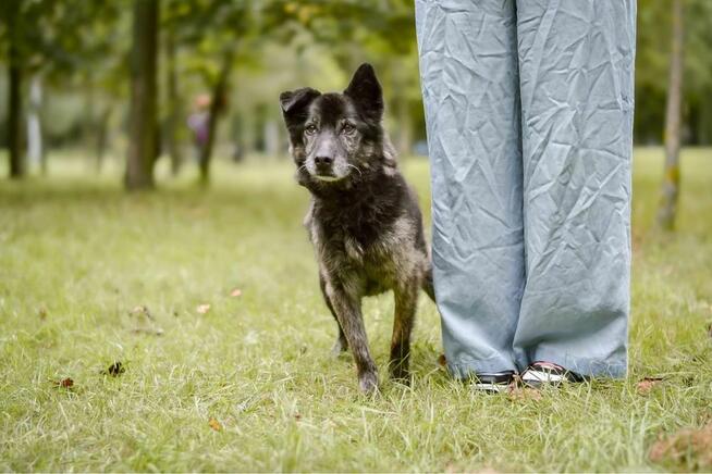 Felix-starszy średniej wielkości pies potrzebuje pilnie domu