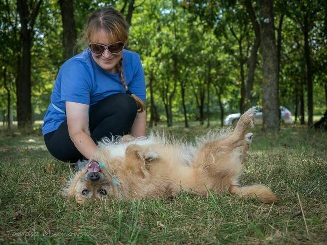 Hugo- rudy szorstki pies do adopcji