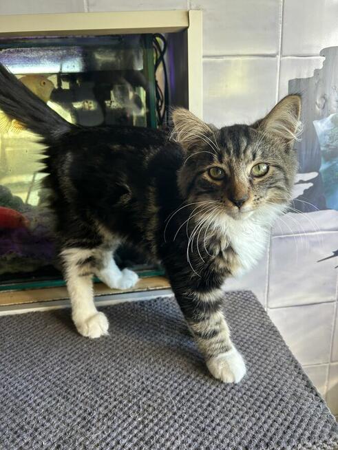 Kocurek Norweski /FPL