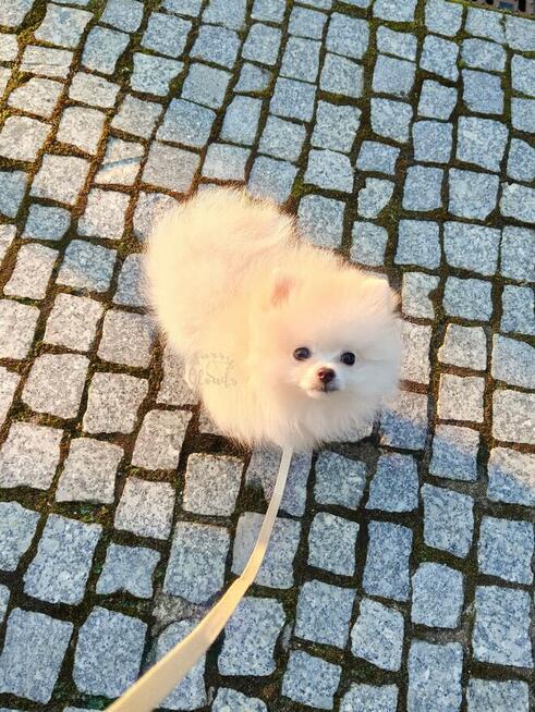 Pomeranian Szpic miniaturowy ZKwP FCI suczka