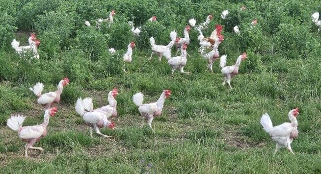 Sprzedam jajka z wolnego wybiegu