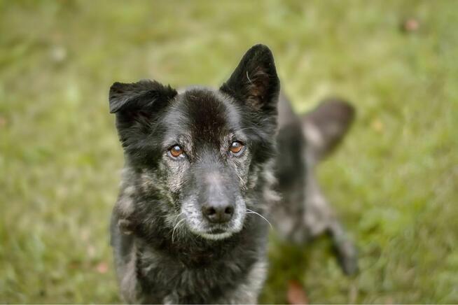 Felix-starszy średniej wielkości pies potrzebuje pilnie domu