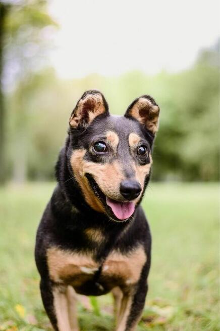 Jaskier-nieśmiały, wycofany mały pies czeka na cierpliwy dom