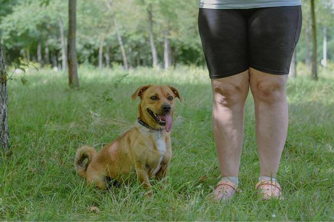 Marco-rudy mały pies czeka na dom-adoptuj