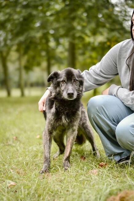 Felix-starszy średniej wielkości pies potrzebuje pilnie domu
