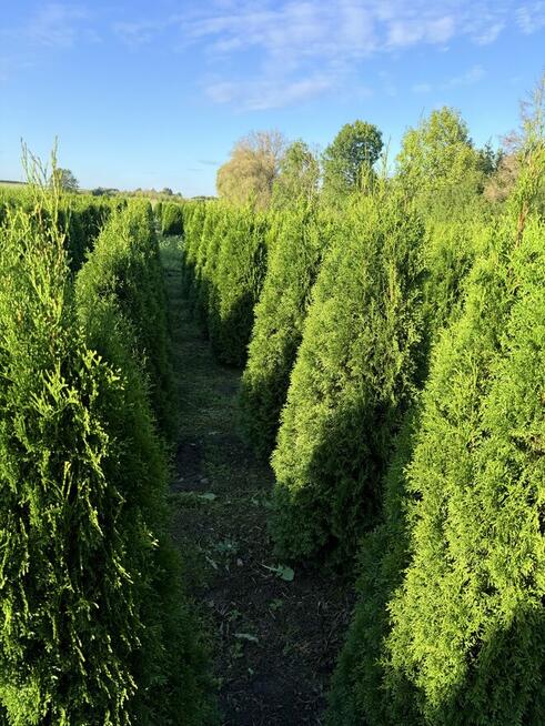 Tuje szmaragd z gruntu