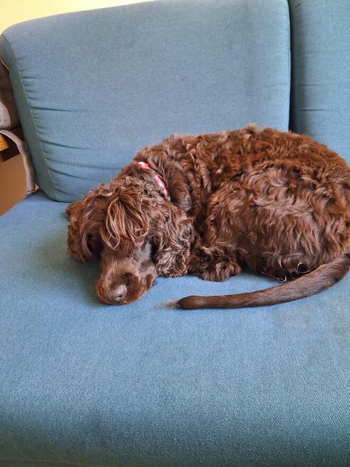 Sunia cocker spaniel