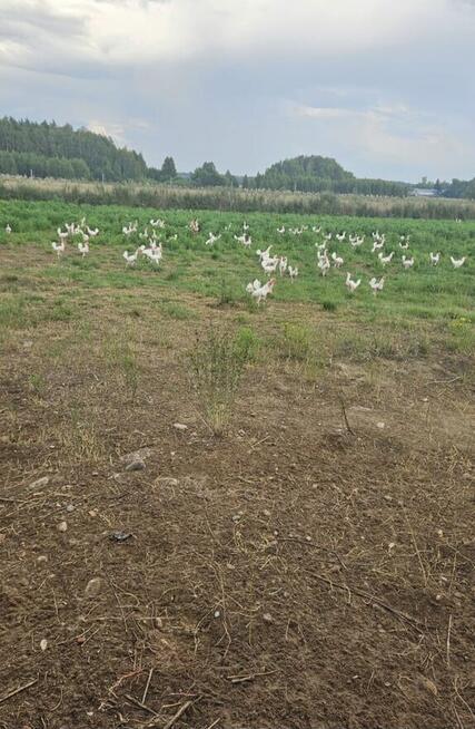 Sprzedam jajka z wolnego wybiegu