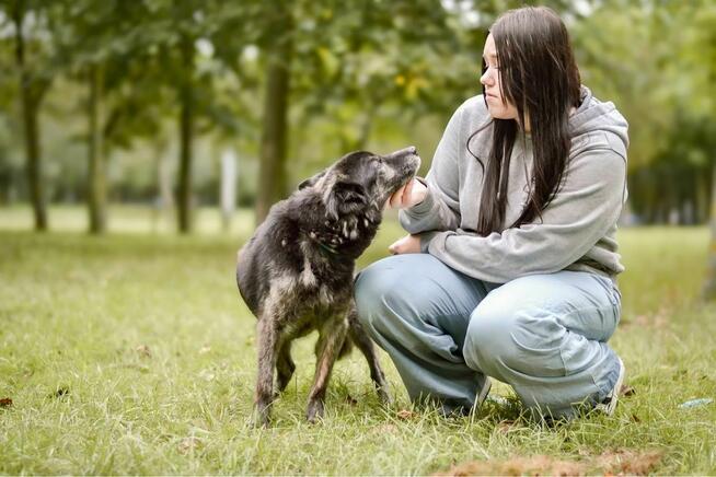 Felix-starszy średniej wielkości pies potrzebuje pilnie domu