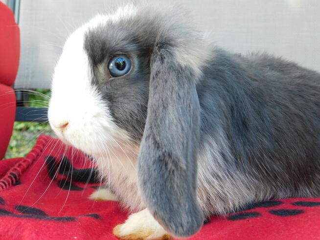 Samczyki mini lop niebiesko białe