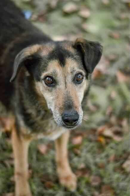 Skarbek - starszy psiak do pilnej adopcji
