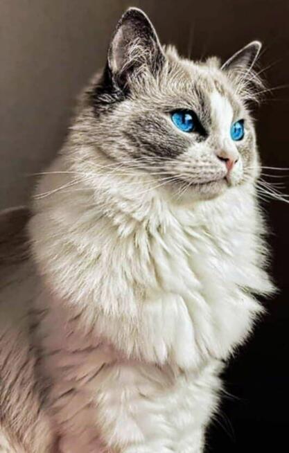 Cudowne kocięta ragdoll rodowód FPL- rezerwacja