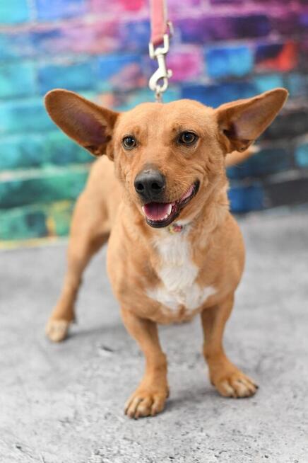 Uroczy Krzyś szuka rodzinki do pokochania!