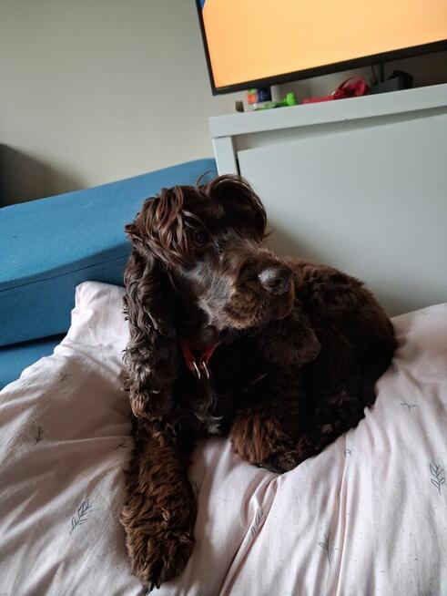 Sunia cocker spaniel