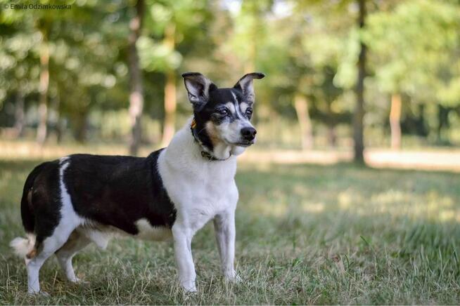 Amik-starszy czarno biały pies czeka na wymarziny dom-adopcja