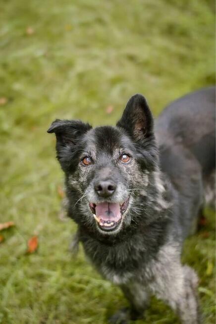 Felix-starszy średniej wielkości pies potrzebuje pilnie domu