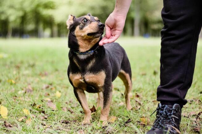 Jaskier-nieśmiały, wycofany mały pies czeka na cierpliwy dom